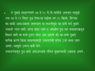 • ho tukDo saaQaarNapNao 10 to 15 saoM ,maI ,laaMbaMIcao Asatat ,%yaamauLo
 ]da 10 to 12 ilaTr duQa doNaa¹yaa gaa[-laa jar 15 iklaao ihrvyaa
 caa­yaacaI AavaSyakta Asalyaasa yaa pQdtImauLo caa­yaacao sava- tukDo
 janaavaro Kat naahI.baroca vaayaa jaato va ApoxaIt duQa %yaa janaavaarakDUna
 imaLt naahI yaa maQyao dusara taoTa Asa Asatao kI ,caa­yaacao tukDo
 baarIk krNao ikMvaa caavaNyaasaazI janaavaraMcaI barIca ]jaa- vaayaa jaat
 Asato.%yaamauLo ]%pnna kmaI yaoto.
 janaavaraMpasaUna duQa yaacao Aqa-SaasHaacao gaiNat caukaNyaacaI Sa@yata Asato.
 
