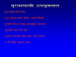 1 maur GaasacaI bacat haotao.
2 duQa ]%padna vaaZto ,AiQak fayada imaLtao .
3 maurGaasa saaOmya va raocak AsalyaamauLo jaanavarat
  kuTlaIhI baaQaa haot naahI.
4 maurGaasa laagaNaarI pIko lavakr tyaar haotat.
  va tI lavakr fulaavar yaotat .
 