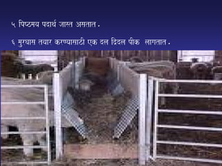 5 ipYzmaya pdaqa- jaast Asatat.
6 maurGaasa tyaar krNyaasaazI ek dla id`dla pIk laagatat.
 