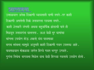 ]nhaLyaat Anaok izkaNaI PyaayalaahI paNaI nasato.tr kahI
izkaNaI AsalaolaI ipko janaavaranaa Kayalaa nasato.
 kahI SaotkrI jaMgalaI Aqavaa bahuvaaiYa-k JaMaDacaI panao hI
imaLvauna janaavaraMnaa Gaalatta. ASaa vaoLI maUr GaasaaMcaa
caaMgalaa ]pyaaoga hao}, Saktao ,yaMda pavasaaLa
baraca laaMbalaa ,%yaamauLo AjaunahI kahI izkaNaI gavat ]plabQa Aaho.
pavasaLyaat maaokLyaa jaagaot ihrvao gavat Barpur ]gavato.
gauraMnaa itqaoca carayalaa imaLola yaaca vaoLI ihrvyaa gavatacao ]pyaaoga haotao.
 