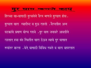 ihrvyaa caa¹yaasaazI maurvalaolao vaOrna mhNajao maurGaasa haoya.
maurGaasa caara svaadIYT va mau} rahtao .vaOrnatIla Anna
GaTkaMcao P`amaaNa yaaogya rhavao .maur Gaasa janaavaro AavaDInao
Katat ,hvaa baMd isqatIt caara zo}na %yaacao maur Gaasaat
$paMtr krta .yaoto ,yaasaazI ivaivaQa gavato va caara vaaprtat
 