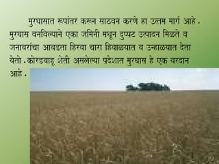 maurGaasaat $paMtr k$na saazvana krNao ha ]%tma maaga- Aaho.
maurGaasa banaivalyaanao eka jaimanaI maQaUna duPpT ]%padna iMmaLto va
janaavaraMcaa AavaDta ihrvaa caara ihvaaLyaat va ]nhaLyaat dota
yaotao.kaorDvaahU SaotI Asalaolyaa p`doSaat maurGaasa ho ek vardana
Aaho.
 