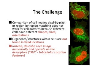 The Challenge 
 Comparison of cell images pixel‐by‐pixel 
  or region‐by‐region matching does not 
  work for cell paVern...