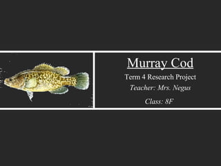 Murray Cod Term 4 Research Project Teacher: Mrs. Negus Class: 8F   