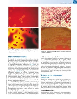 Streptococcus  199
©
Elsevier.
Fotocopiar
sin
autorización
es
un
delito.
Estreptococos viridans
El grupo de los estreptococos viridans conforma un grupo
heterogéneo de estreptococos a-hemolíticos y no hemolíticos.
El nombre del grupo se deriva de viridis (del latín «verde»), un
reflejo de la producción de un pigmento verde en los medios
de agar sangre por muchas de estas bacterias (fig. 19-6). Se han
identificado más de 30 especies o subespecies y la mayoría se
clasifican en cinco subgrupos. Este esquema de clasificación
tiene importancia clínica porque muchas de las especies
de estos cinco subgrupos son responsables de enfermedades
específicas (v. tabla 19-3). Algunos miembros de los es-
treptococos viridans (p. ej., grupo de S. anginosus) pueden
mostrar cepas b-hemolíticas con polisacáridos de la pared
celular específicos del grupo (lo que contribuye a la confusa
taxonomía dentro de este género). Además. S. pneumoniae
es un miembro del subgrupo de Streptococcus mitis. Dado
que S. pneumoniae es el miembro más virulento del grupo
viridans, se analiza por separado.
Los estreptococos viridans colonizan la orofaringe, el
aparato digestivo y la vía genitourinaria. Igual que sucede
con la mayoría de los estreptococos, las especies viridans son
difíciles a nivel nutricional y necesitan medios de cultivo com-
plejos suplementados con hemoderivados y una atmósfera de
incubación que con frecuencia se debe aumentar con dióxido
de carbono al 5-10%.
En el pasado, la mayoría de las cepas de estreptococos
viridans eran muy sensibles a la penicilina y sus concentra-
ciones mínimas inhibidoras (CMI) se encontraban por debajo
de 0,1 mg/ml. Sin embargo, se han hecho frecuentes los estrep-
tococos moderadamente resistentes (CMI para la penicilina de
0,2 a 2 mg/ml) y muy resistentes (CMI >2 mg/ml). La resis-
tencia es especialmente frecuente en el grupo S. mitis, dentro
del cual figura S. pneumoniae; esta cuestión se describe con
más detalle en el siguiente apartado. Las infecciones producidas
por cepas moderadamente resistentes se pueden tratar, en
general, mediante la combinación de penicilina y un amino-
glucósido. No obstante, se deben usar antibióticos alternativos,
como una cefalosporina de amplio espectro o vancomicina, en
el tratamiento de las infecciones graves producidas por cepas
resistentes a penicilina.
Streptococcus pneumoniae
(cuadro 19-4)
Streptococcus pneumoniae fue aislado de forma independien-
te por Pasteur y por Steinberg hace más de 100 años. Desde
entonces, la investigación con este microorganismo ha hecho
posible una mayor comprensión de la genética molecular, la
resistencia a antibióticos y la inmunoprofilaxis con vacunas.
No obstante, la enfermedad neumocócica continúa siendo
en la actualidad una causa importante de morbimortalidad.
Fisiología y estructura
El neumococo es un coco grampositivo encapsulado. Las cé-
lulas tienen un diámetro de 0,5 a 1,2 mm, con forma ovalada,
Figura 19-5  Estreptococo perteneciente al grupo C. A, S. anginosus,
especie que produce colonias pequeñas. B, S. dysgalactiae, especie for-
madora de colonias grandes.
Figura19-6  Streptococcus mitis. A, Tinción de Gram de un hemocultivo.
B, Colonias a-hemolíticas.
 