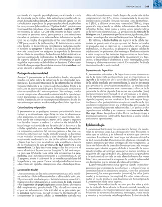 Streptococcus  201
©
Elsevier.
Fotocopiar
sin
autorización
es
un
delito.
está unido a la capa de peptidoglucano y se extiende a través
de la cápsula que la rodea. Esta estructura específica de es-
pecie, llamada polisacárido C, no tiene relación alguna con los
carbohidratos específicos de grupo que describió Lancefield en
los estreptococos b-hemolíticos. El polisacárido C precipita una
fracción de las globulinas séricas (proteína C reactiva [CRP])
en presencia de calcio. La CRP está presente en bajas concen-
traciones en personas sanas, pero aparece a concentraciones
elevadas en pacientes con enfermedades inflamatorias agudas
(por eso se emplea el seguimiento de las concentraciones de
CRP para predecir la inflamación). El ácido teicoico unido
a los lípidos en la membrana citoplásmica bacteriana recibe
el nombre de antígeno F debido a su capacidad de producir
reacción cruzada con los antígenos de superficie de Forssman
de las células de mamífero. Ambas formas del ácido teicoico se
asocian a residuos de fosforilcolina. La fosforilcolina es única
de la pared celular de S. pneumoniae y desempeña un papel
regulador importante en la hidrólisis de la misma. Debe existir
fosforilcolina para que la autolisina neumocócica amidasa esté
activa durante la división celular.
Patogenia e inmunidad
Aunque S. pneumoniae se ha estudiado a fondo, aún queda
mucho por saber sobre la patogenia de la enfermedad neu-
mocócica. Las manifestaciones de la enfermedad se deben
fundamentalmente a la respuesta del hospedador frente a la
infección en mayor medida que a la producción de factores
tóxicos específicos del microorganismo. Sin embargo, resulta
crucial comprender el modo de colonización de la bucofaringe
por S. pneumoniae, su diseminación a tejidos normalmente es-
tériles, la estimulación de una respuesta inflamatoria local y los
mecanismos para evitar ser destruido por las células fagocíticas.
Colonización y migración
S. pneumoniae es un patógeno humano que coloniza la buco-
faringe, y en situaciones específicas es capaz de diseminarse
a los pulmones, los senos paranasales y el oído medio. Tam-
bién puede ser transportado a través de la sangre a regiones
tan distales como el cerebro. La colonización inicial de la
bucofaringe está mediada por la unión de las bacterias a las
células epiteliales por medio de adhesinas de superficie.
La migración posterior del microorganismo a las vías res-
piratorias inferiores se puede impedir cuando las bacterias
están rodeadas de mucosidad y son eliminadas del aparato
respiratorio mediante la acción de las células del epitelio
ciliado. Las bacterias neutralizan este envoltorio a través
de la producción de una proteasa de IgA secretora y una
neumolisina. La IgA secretora atrapa a las bacterias en el
moco al unirlas a la mucina con la región Fc del anticuerpo.
La proteasa IgA bacteriana evita esta interacción. La neu-
molisina, una citotoxina semejante a la estreptolisina O de
S. pyogenes, se une al colesterol de las membranas celulares del
hospedador y crea poros. Esta actividad puede destruir tanto
a las células del epitelio ciliado como a las células fagocíticas.
Destrucción tisular
Una característica de las infecciones neumocócicas es la movili-
zación de las células inflamatorias hacia el foco de la infección.
El proceso está mediado por el ácido teicoico neumocócico,
fragmentos de peptidoglucano y neumolisina. El ácido teicoico
y los fragmentos de peptidoglucano activan la ruta alternativa
del complemento, produciendo C5a, el cual interviene en
el proceso inflamatorio. Esta actividad se ve potenciada por
la amidasa bacteriana, la cual favorece la liberación de los
componentes de la pared celular. La neumolisina activa la ruta
clásica del complemento, dando lugar a la producción de los
componentes C3a y C5a. Como consecuencia de lo anterior,
los leucocitos activados fabrican citocinas como la interleuci-
na 1 (IL-1) y el factor de necrosis tumoral a (TNF-a), lo que
provoca la migración de las células inflamatorias a las zonas de
infección, fiebre, daño tisular y otros signos característicos
de la infección estreptocócica. La producción de peróxido de
hidrógeno por S. pneumoniae puede ocasionar, igualmente, daño
tisular causado por los intermediarios reactivos del oxígeno.
Por último, la fosforilcolina de la pared de la célula bac-
teriana se puede unir a los receptores del factor activador
de plaquetas que se expresan en la superficie de las células
endoteliales, los leucocitos, las plaquetas y algunas células de
tejidos como los pulmones y las meninges. Mediante su unión
a estos receptores, las bacterias logran entrar en las células,
donde se encuentran protegidas de la opsonización y la fago-
citosis, y desde ellas se diseminan a zonas restringidas, como
la sangre y el sistema nervioso central. Esta actividad facilita la
diseminación de la enfermedad.
Supervivencia fagocítica
S. pneumoniae sobrevive a la fagocitosis como consecuen-
cia de la protección antifagocítica que le proporcionan su
cápsula y la inhibición de la actividad oxidativa fagocítica
de la célula mediada por neumolisina, la cual es necesaria
para producir la destrucción intracelular. La virulencia de
S. pneumoniae representa una consecuencia directa de la
presencia de dicha cápsula. Las cepas encapsuladas (lisas)
pueden producir enfermedad en el ser humano y en anima-
les de experimentación, mientras que las cepas carentes de
cápsula (rugosas) no son virulentas. Los anticuerpos dirigi-
dos frente a los polisacáridos capsulares específicos de tipo
confieren protección frente a la enfermedad provocada por
cepas inmunológicamente relacionadas. Los polisacáridos
capsulares son solubles y se conocen como sustancias solu-
bles específicas. Los polisacáridos libres pueden proteger a
los microorganismos viables de la fagocitosis al unirse con los
anticuerpos opsonizantes.
Epidemiología
S. pneumoniae habita con frecuencia en la faringe y la nasofa-
ringe de personas sanas. La colonización es más frecuente en
niños que en adultos, y es habitual en adultos que conviven
con niños. La colonización tiene lugar inicialmente alrededor
de los 6 meses de edad. Posteriormente, el niño es colonizado de
manera transitoria por otros serotipos del microorganismo. La
duración del estado de portador disminuye con cada serotipo
sucesivo que coloniza, en parte debido al desarrollo de inmu-
nidad específica de serotipo. Aunque los nuevos serotipos se
adquieren a lo largo de todo el año, la incidencia de portadores
y de enfermedad asociada es más elevada durante los meses
fríos. Las cepas neumocócicas capaces de producir enfermedad
son las mismas que se asocian al estado de portador.
La enfermedad neumocócica aparece cuando los microor-
ganismos que colonizan la nasofaringe y la bucofaringe se
diseminan hasta localizaciones alejadas, como los pulmones
(neumonía), los senos paranasales (sinusitis), los oídos (otitis
media) y las meninges (meningitis). En todas estas enferme-
dades se puede producir una diseminación hematógena de
S. pneumoniae hacia otros lugares.
Aunque la introducción de vacunas para los niños y adul-
tos ha reducido la incidencia de la enfermedad causada por
S. pneumoniae, este microorganismo sigue siendo una causa
frecuente de neumonía bacteriana, meningitis, otitis media
y sinusitis y bacteriemia extrahospitalarias. La incidencia de
 