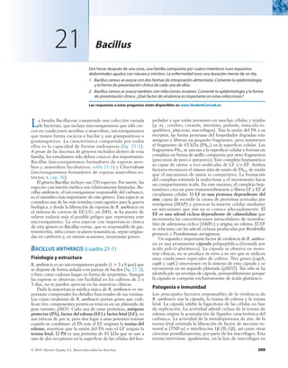 209
© 2014. Elsevier España, S.L. Reservados todos los derechos
21 Bacillus
Dos horas después de una cena, una familia compuesta por cuatro miembros tuvo espasmos
abdominales agudos con náusea y vómitos. La enfermedad tuvo una duración menor de un día.
1.	 Bacillus cereus se asocia con dos formas de intoxicación alimentaria. Comente la epidemiología
y la forma de presentación clínica de cada una de ellas.
2.	 Bacillus cereus se asocia también con infecciones oculares. Comente la epidemiología y la forma
de presentación clínica. ¿Qué factor de virulencia es importante en estas infecciones?
Las respuestas a estas preguntas están disponibles en www.StudentConsult.es
La familia Bacillaceae comprende una colección variada
de bacterias, que incluye microorganismos que sólo cre-
cen en condiciones aerobias o anaerobias, microorganismos
que tienen forma cocácea o bacilar y son grampositivos o
gramnegativos. La característica compartida por todos
ellos es la capacidad de formar endosporas (fig. 21-1).
A pesar de las docenas de géneros incluidos dentro de esta
familia, los estudiantes sólo deben conocer dos importantes:
Bacillus (microorganismos formadores de esporas aero-
bios y anaerobios facultativos; tabla 21-1) y Clostridium
(microorganismos formadores de esporas anaerobios es-
trictos; v. cap. 36).
El género Bacillus incluye casi 250 especies. Por suerte, las
especies con interés médico son relativamente limitadas. Ba­
cillus anthracis, el microorganismo responsable del carbunco,
es el miembro más importante de este género. Esta especie se
considera una de las más temidas como agentes para la guerra
biológica, y desde la liberación de esporas de B. anthracis en
el sistema de correos de EE.UU. en 2001, se ha puesto de
relieve todavía más el posible peligro que representa este
microorganismo. La otra especie con importancia clínica
de este género es Bacillus cereus, que es responsable de gas-
troenteritis, infecciones oculares traumáticas, sepsis origina-
das en catéteres y, en menos ocasiones, neumonías graves.
Bacillus anthracis (cuadro 21-1)
Fisiología y estructura
B. anthracis es un microorganismo grande (1 × 3 a 8 mm) que
se dispone de forma aislada o en parejas de bacilos (fig. 21-2),
o bien como cadenas largas en forma de serpentina. Aunque
las esporas se observan con facilidad en los cultivos de 2 o
3 días, no se pueden apreciar en las muestras clínicas.
Dada la importancia médica única de B. anthracis es im-
portante comprender los detalles funcionales de sus toxinas.
Las cepas virulentas de B. anthracis portan genes que codi-
fican tres componentes proteicos tóxicos en un plásmido de
gran tamaño, pXO1. Cada una de estas proteínas, antígeno
protector (PA), factor del edema (EF) y factor letal (LF), no
son tóxicas de por sí, pero dan lugar a unas potentes toxinas
cuando se combinan: el PA más el EF originan la toxina del
edema, mientras que la unión del PA más el LF origina la
toxina letal. El PA es una proteína de 83 kDa que se une a
uno de dos receptores en la superficie de las células del hos-
pedador y que están presentes en muchas células y tejidos
(p. ej., cerebro, corazón, intestino, pulmón, músculo es-
quelético, páncreas, macrófagos). Tras la unión del PA a su
receptor, las furina proteasas del hospedador degradan este
antígeno y liberan un pequeño fragmento, pero mantienen
el fragmento de 63 kDa (PA63) en la superficie celular. Los
fragmentos PA63 se asocian a la superficie celular y forman un
complejo en forma de anillo compuesto por siete fragmentos
(precursor de poro o «preporo»). Este complejo heptamérico
es capaz de unirse a tres moléculas de LF y/o EF. Ambos
factores reconocen el mismo sitio de unión de PA63, de modo
que el mecanismo de unión es competitivo. La formación
del complejo estimula la endocitosis y el movimiento hacia
un compartimento ácido. En este entorno, el complejo hep-
tamérico crea un poro transmembranario y libera LF y EF al
citoplasma celular. El LF es una proteasa dependiente del
zinc capaz de escindir la cinasa de proteínas activadas por
mitógenos (MAP) y provocar la muerte celular mediante
un mecanismo que aún no se conoce adecuadamente. El
EF es una adenil ciclasa dependiente de calmodulina que
incrementa las concentraciones intracelulares de monofos-
fato de adenosina cíclico (AMPc) y origina un edema. El EF
se relaciona con las adenil ciclasas producidas por Bordetella
pertussis y Pseudomonas aeruginosa.
Un segundo e importante factor de virulencia de B. anthra­
cis es una prominente cápsula polipeptídica (formada por
ácido poli-d-glutámico). La cápsula se observa en mues-
tras clínicas, no se produce in vitro a no ser que se utilicen
unas condiciones especiales de cultivo. Tres genes (capA,
capB y capC) intervienen en la síntesis de esta cápsula y se
encuentran en un segundo plásmido (pXO2). Tan sólo se ha
identificado un serotipo de cápsula, presumiblemente porque
la cápsula se compone exclusivamente de ácido glutámico.
Patogenia e inmunidad
Los principales factores responsables de la virulencia de
B. anthracis son la cápsula, la toxina de edema y la toxina
letal. La cápsula inhibe la fagocitosis de las células en fase
de replicación. La actividad adenil ciclasa de la toxina de
edema origina la acumulación de líquidos característica del
carbunco. La actividad de la metaloproteasa de zinc de la
toxina letal estimula la liberación de factor de necrosis tu-
moral a (TNF-a) e interleucina 1b (IL-1b), así como otras
citocinas proinflamatorias, por parte de los macrófagos. Esta
toxina interviene, igualmente, en la lisis de macrófagos en
 