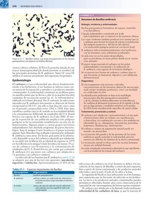 210  MICROBIOLOGÍA MÉDICA
ciertos cultivos celulares. El PA es la proteína dotada de una
mayor inmunogenicidad (de donde proviene su nombre) de
las principales proteínas de B. anthracis. Tanto LF como EF
inhiben el sistema inmunitario del organismo hospedador.
Epidemiología
El carbunco es una enfermedad que afecta fundamental-
mente a los herbívoros; el ser humano se infecta como con-
secuencia de la exposición a animales o a productos animales
contaminados. La enfermedad constituye un problema grave
en aquellos países que no llevan a cabo (o no pueden hacerlo)
campañas de vacunación animal (p. ej., la enfermedad es-
tablecida en la fauna africana). Por el contrario, las infecciones
naturales por B. anthracis únicamente se observan de forma
excepcional en EE.UU.; tan sólo se han descrito cinco casos
en el período comprendido entre 1981 y 1999. Este dato
estadístico podría carecer de sentido en la actualidad debido
a la contaminación deliberada de empleados del U.S. Postal
Service con esporas de B. anthracis en el año 2001. El ries-
go de exposición de una población amplia a este peligroso
patógeno se ha incrementado notablemente en esta era de
bioterrorismo. Algunos países y ciertos grupos terroristas
independientes han diseñado programas de guerra bacterio-
lógica. Iraq, la antigua Unión Soviética y el grupo terrorista
japonés Aum Shinrikyo han realizado experimentos utilizando
B. anthracis como arma. De hecho, gran parte de la informa-
ción disponible acerca del carbunco adquirido por inhalación
se recopiló tras la liberación accidental de esporas en 1979
en Sverdlovsk en la antigua Unión Soviética (al menos 79 ca­
sos de carbunco con 68 muertes) y la contaminación de
empleados del U.S. Postal Service por cartas que contenían
B. anthracis (11 pacientes con carbunco por inhalación y
11 pacientes con carbunco cutáneo).
La infección del ser humano por B. anthracis (cuadro 21-2)
se adquiere por una de las tres vías siguientes: inoculación,
ingestión e inhalación. Aproximadamente el 95% de las infecciones de carbunco en el ser humano se deben a la ino-
culación de las esporas de Bacillus a través de piel expuesta,
bien a partir de tierra contaminada o de productos animales
infectados como la piel, el pelo de la cabra y la lana.
La ingestión del bacilo es muy infrecuente en el ser humano,
pero representa una vía frecuente de infección en los herbívo-
ros. La tierra o los productos animales contaminados pueden
permanecer infectados durante años como consecuencia de la
capacidad de este microorganismo de formar esporas resistentes.
El carbunco por inhalación se ha llamado tradicionalmente
enfermedad de los cardadores de lana, ya que la mayoría de
CUADRO 21-1
Resumen de Bacillus anthracis
Biología, virulencia y enfermedades
Bacilos grampositivos formadores de esporas, inmóviles
y no hemolíticos
Cápsula polipeptídica constituida por ácido
poli-d-glutámico que se observa en las muestras clínicas
Las cepas virulentas también producen tres toxinas que se
combinan para formar la toxina de edema (combinación
del antígeno protector y del factor del edema)
y la toxina letal (antígeno protector con factor letal)
B. anthracis infecta fundamentalmente a los herbívoros,
con los humanos como anfitriones accidentales
Se aísla rara vez en los países desarrollados,
pero es prevalente en zonas pobres donde no se vacuna
a los animales
El mayor riesgo asociado al carbunco en los países
industrializados corresponde a la utilización de
B. anthracis como agente de terrorismo biológico
Se reconocen tres formas de carbunco: cutáneo (que es
más frecuente en humanos), digestivo y por inhalación
(bioterrorismo)
Diagnóstico
El microorganismo está presente a elevadas
concentraciones en las muestras clínicas (la microscopia
suele arrojar resultados positivos) y crece con facilidad
en condiciones in vitro
La identificación preliminar se basa en la morfología
microscópica (bacilos grampositivos inmóviles)
y de las colonias (colonias adherentes no hemolíticas).
Se confirma al demostrar la presencia de la cápsula y la lisis
por un fago gamma o resultados positivos en la prueba
de DFA frente al polisacárido específico de pared celular
Tratamiento, prevención y control
El carbunco por inhalación o gastrointestinal o el asociado
a bioterrorismo debe ser tratado con ciprofloxacino
o doxiciclina, en combinación con uno o dos antibióticos
adicionales (p. ej., rifampicina, vancomicina, penicilina,
imipenem, clindamicina, claritromicina
El carbunco cutáneo de adquisición natural puede ser
tratado con amoxicilina
La vacunación del ganado y de las personas de las zonas
endémicas puede controlar la enfermedad, pero las
esporas son difíciles de eliminar de la tierra contaminada
La vacunación animal es eficaz, pero las vacunas humanas
tienen una utilidad limitada
Se están estudiando tratamientos alternativos que interfieren
con la actividad de las toxinas del carbunco
Tabla 21-1  Especies importantes de Bacillus
Microorganismo Origen histórico
Bacillus bacillum, pequeña barra
B. anthracis anthrax, carbón, un carbúnculo (en referencia a
la herida necrótica negra asociada al carbunco
cutáneo)
B. cereus cereus, de cera, de color de cera (en referencia
a las colonias con una superficie mate o de
cristal helado)
Figura 21-1  Bacillus cereus. Las áreas transparentes en los bacilos
grampositivos son esporas no teñidas (flechas).
 