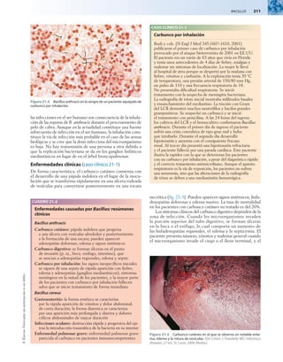 BACILLUS  211
©
Elsevier.
Fotocopiar
sin
autorización
es
un
delito.
las infecciones en el ser humano son consecuencia de la inhala-
ción de las esporas de B. anthracis durante el procesamiento de
pelo de cabra. Aunque en la actualidad constituye una fuente
infrecuente de infección en el ser humano, la inhalación cons-
tituye la vía de infección más probable en el caso de las armas
biológicas y se cree que la dosis infecciosa del microorganismo
es baja. No hay transmisión de una persona a otra debido a
que la replicación bacteriana se da en los ganglios linfáticos
mediastínicos en lugar de en el árbol broncopulmonar.
Enfermedades clínicas (caso clínico 21-1)
De forma característica, el carbunco cutáneo comienza con
el desarrollo de una pápula indolora en el lugar de la inocu-
lación que se transforma rápidamente en una úlcera rodeada
de vesículas para convertirse posteriormente en una escara
necrótica (fig. 21-3). Pueden aparecer signos sistémicos, linfa-
denopatías dolorosas y edema masivo. La tasa de mortalidad
en los pacientes con carbunco cutáneo no tratado es del 20%.
Los síntomas clínicos del carbunco digestivo dependen de la
zona de infección. Cuando los microorganismos invaden
la porción superior del tubo digestivo, se forman úlceras
en la boca o el esófago, lo cual comporta un aumento de
las linfadenopatías regionales, el edema y la septicemia. El
paciente presenta náuseas, vómitos y malestar general cuando
el microorganismo invade el ciego o el íleon terminal, y el
Figura 21-2  Bacillus anthracis en la sangre de un paciente aquejado de
carbunco por inhalación.
CUADRO 21-2
Enfermedades causadas por Bacillus: resúmenes
clínicos
Bacillus anthracis
Carbunco cutáneo: pápula indolora que progresa
a una úlcera con vesículas alrededor y posteriormente
a la formación de una escara; pueden aparecer
adenopatías dolorosas, edema y signos sistémicos
Carbunco digestivo: se forman úlceras en el punto
de invasión (p. ej., boca, esófago, intestino), que
se asocian a adenopatías regionales, edema y sepsis
Carbunco por inhalación: los signos inespecíficos iniciales
se siguen de una sepsis de rápida aparición con fiebre,
edema y adenopatías (ganglios mediastínicos); síntomas
meníngeos en la mitad de los pacientes, y la mayor parte
de los pacientes con carbunco por inhalación fallecen
salvo que se inicie tratamiento de forma inmediata
Bacillus cereus
Gastroenteritis: la forma emética se caracteriza
por la rápida aparición de vómitos y dolor abdominal,
de corta duración; la forma diarreica se caracteriza
por una aparición más prolongada y diarrea y dolores
cólicos abdominales de mayor duración
Infecciones oculares: destrucción rápida y progresiva del ojo
tras la introducción traumática de la bacteria en su interior
Enfermedad pulmonar grave: enfermedad pulmonar grave
parecida al carbunco en pacientes inmunocompetentes
Figura 21-3  Carbunco cutáneo en el que se observa un notable erite-
ma, edema y la rotura de vesículas. (De Cohen J, Powderly WG: Infectious
diseases, 2.ª ed., St. Louis, 2004, Mosby.)
CASO CLÍNICO 21-1
Carbunco por inhalación
Bush y cols. (N Engl J Med 345:1607-1610, 2001)
publicaron el primer caso de carbunco por inhalación
provocado por el ataque bioterrorista de 2001 en EE.UU.
El paciente era un varón de 63 años que vivía en Florida
y tenía unos antecedentes de 4 días de fiebre, mialgias y
malestar sin síntomas de localización. La mujer le llevó
al hospital de área porque se despertó por la mañana con
fiebre, vómitos y confusión. A la exploración tenía 39 °C
de temperatura, una presión arterial de 150/80 mm Hg,
un pulso de 110 y una frecuencia respiratoria de 18.
No presentaba dificultad respiratoria. Se inició
tratamiento con la sospecha de meningitis bacteriana.
La radiografía de tórax inicial mostraba infiltrados basales
y ensanchamiento del mediastino. La tinción con Gram
del LCR demostró muchos neutrófilos y bacilos grandes
grampositivos. Se sospechó un carbunco y se inició
el tratamiento con penicilina. A las 24 horas del ingreso
los cultivos del LCR y el hemocultivo confirmaron Bacillus
anthracis. Durante el primer día de ingreso el paciente
sufrió una crisis convulsiva de tipo gran mal y hubo
que intubarlo. Durante el segundo día desarrolló
hipotensión y azoemia con el consiguiente fracaso
renal. Al tercer día presentó una hipotensión refractaria
y el paciente falleció por una parada cardíaca. Este paciente
ilustra la rapidez con la que se deterioran los pacientes
con un carbunco por inhalación, a pesar del diagnóstico rápido
y el correcto tratamiento antimicrobiano. Aunque el aparato
respiratorio es la vía de exposición, los pacientes no sufren
una neumonía, sino que las alteraciones de la radiografía
de tórax se deben a una mediastinitis hemorrágica.
 