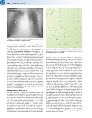 212  MICROBIOLOGÍA MÉDICA
­
cuadro evoluciona con rapidez a una enfermedad sistémi-
ca. La mortalidad asociada al carbunco digestivo se acerca
al 100%.
A diferencia de lo que ocurre con las otras dos formas de
carbunco, el carbunco por inhalación se puede asociar a un
período prolongado de latencia (2 meses o más) durante el
cual la persona infectada permanece asintomática. Las es-
poras pueden permanecer en estado de latencia en las fosas
nasales o bien alcanzar las vías respiratorias inferiores, donde
los macrófagos alveolares ingieren las esporas inhaladas y
las transportan a los ganglios linfáticos mediastínicos. Los
síntomas clínicos iniciales de la entidad son inespecíficos:
fiebre, mialgias, tos no productiva y malestar. La segunda fase
de la enfermedad es más espectacular, con un empeoramiento
rápido de la fiebre y el edema, y adenopatía mediastínica (la
cual origina el ensanchamiento mediastínico que se observa
en la radiografía de tórax; fig. 21-4). A pesar de que la vía de
infección corresponde a la inhalación, rara vez se desarrolla
enfermedad pulmonar. En un 50% de los sujetos que han
contraído la entidad por inhalación se aprecian signos me-
níngeos. Casi todos los casos evolucionan a shock y muerte a
lo largo de los 3 días siguientes al comienzo de los síntomas
a no ser que exista sospecha de carbunco y se instaure un
tratamiento de forma inmediata. Las pruebas serológicas
indican que no existe una forma de carbunco por inhalación
subclínica o asintomática. Casi todos los pacientes que su-
fren la enfermedad fallecen salvo que se apliquen de forma
inmediata medidas médicas.
Diagnóstico de laboratorio
Las infecciones por B. anthracis se caracterizan por la pre-
sencia de elevadísimas concentraciones de microorganismos
en las heridas, los ganglios linfáticos afectados y la sangre.
El carbunco es una de las pocas enfermedades bacterianas
en la que se reconocen los microorganismos en una tinción
con Gram de un frotis de sangre periférica (v. fig. 21-2). Por
consiguiente, la detección de las bacterias en la microscopia y
los cultivos no supone ningún problema. La dificultad diagnós-
tica radica en la distinción de B. anthracis de otros miem-
bros taxonómicamente cercanos del grupo de B. cereus. La
identificación preliminar de B. anthracis se basa en las mor-
fologías de sus células al microscopio y de sus colonias. Los
microorganismos aparecen en forma de bacilos grampositivos
delgados y largos que se disponen de forma independiente o
formando cadenas de gran longitud. Las esporas no aparecen
en las muestras clínicas, sino tan sólo en cultivos incubados en
atmósfera pobre en dióxido de carbono (CO2) y se visualizan
con mayor facilidad al aplicar una tinción especial para estas
estructuras (como verde malaquita; fig. 21-5). La cápsula
de B. anthracis se produce in vivo, pero típicamente no se
observa en cultivo. La cápsula se observa por medio de una
tinción de contraste, como la tinta china (la cápsula rechaza
las partículas de tinta, de modo que el trasfondo, pero no el
área que rodea a las bacterias, presenta una tonalidad oscura),
la tinción de azul de metileno (reacción de M9Fadyean) o una
prueba con un anticuerpo fluorescente directo (DFA) frente
al polipéptido capsular. Las colonias cultivadas en agar sangre
de carnero son de gran tamaño, carecen de pigmentación y
presentan una superficie seca de «cristal molido» y bordes
irregulares con proyecciones a lo largo de las estrías de ino-
culación de la muestra en la placa (lo que se conoce como
morfología de «la cabeza de Medusa»). Las colonias son relati-
vamente pegajosas y se adhieren al agar cuyo borde se parece
a la clara de huevo montada cuando se separa de la placa con
un asa de siembra. A diferencia de B. cereus, las colonias no
son hemolíticas; B. anthracis no son móviles en las pruebas de
movilidad, como la observación de bacilos aislados en una gota
suspendida del medio de cultivo. La identificación definitiva
de microorganismos inmóviles no hemolíticos semejantes a
B. anthracis se efectúa en un laboratorio de referencia median-
te la demostración de la producción de cápsula (microscopia
o DFA) y lisis de la bacteria con un fago gamma o resultados
positivos en una prueba de DFA frente a un polisacárido es-
pecífico de la pared celular de B. anthracis. Asimismo, se han
puesto a punto pruebas de amplificación de ácidos nucleicos
(p. ej., reacción en cadena de la polimerasa [PCR]), las cuales
se llevan a cabo en laboratorios de referencia. Se dispone de
equipos comerciales de PCR.
Figura 21-4  Carbunco por inhalación en el que se aprecia la presencia
de adenopatía mediastínica (puntas de flecha).
Figura 21-5  Bacillus cereus. Las esporas retienen el colorante verde de
malaquita en esta tinción especial para esporas, y las células vegetativas
se muestran en color gris o incoloras.
 