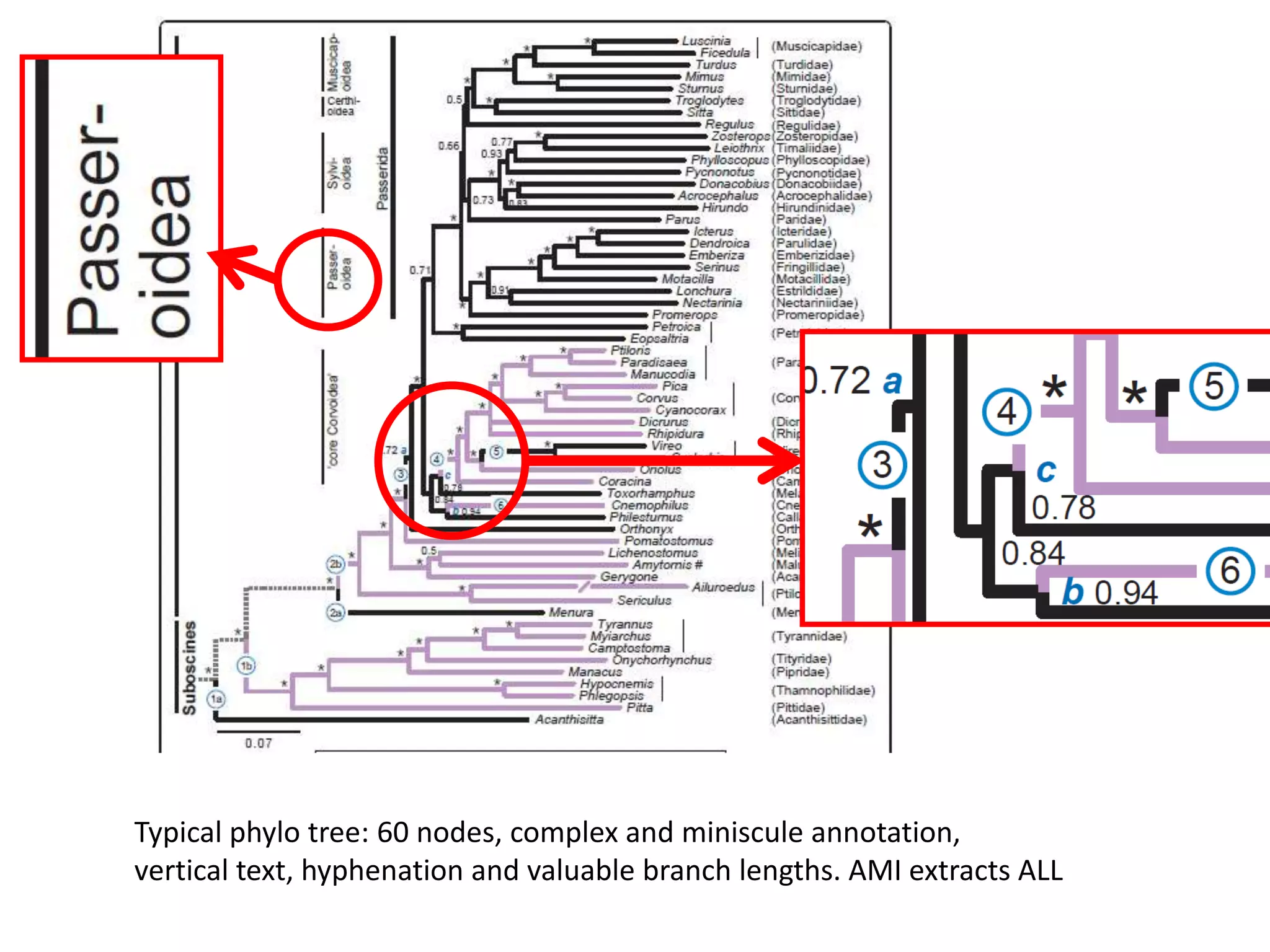 Typical phylo tree: 60 nodes, complex and miniscule annotation,
vertical text, hyphenation and valuable branch lengths. AMI extracts ALL

 