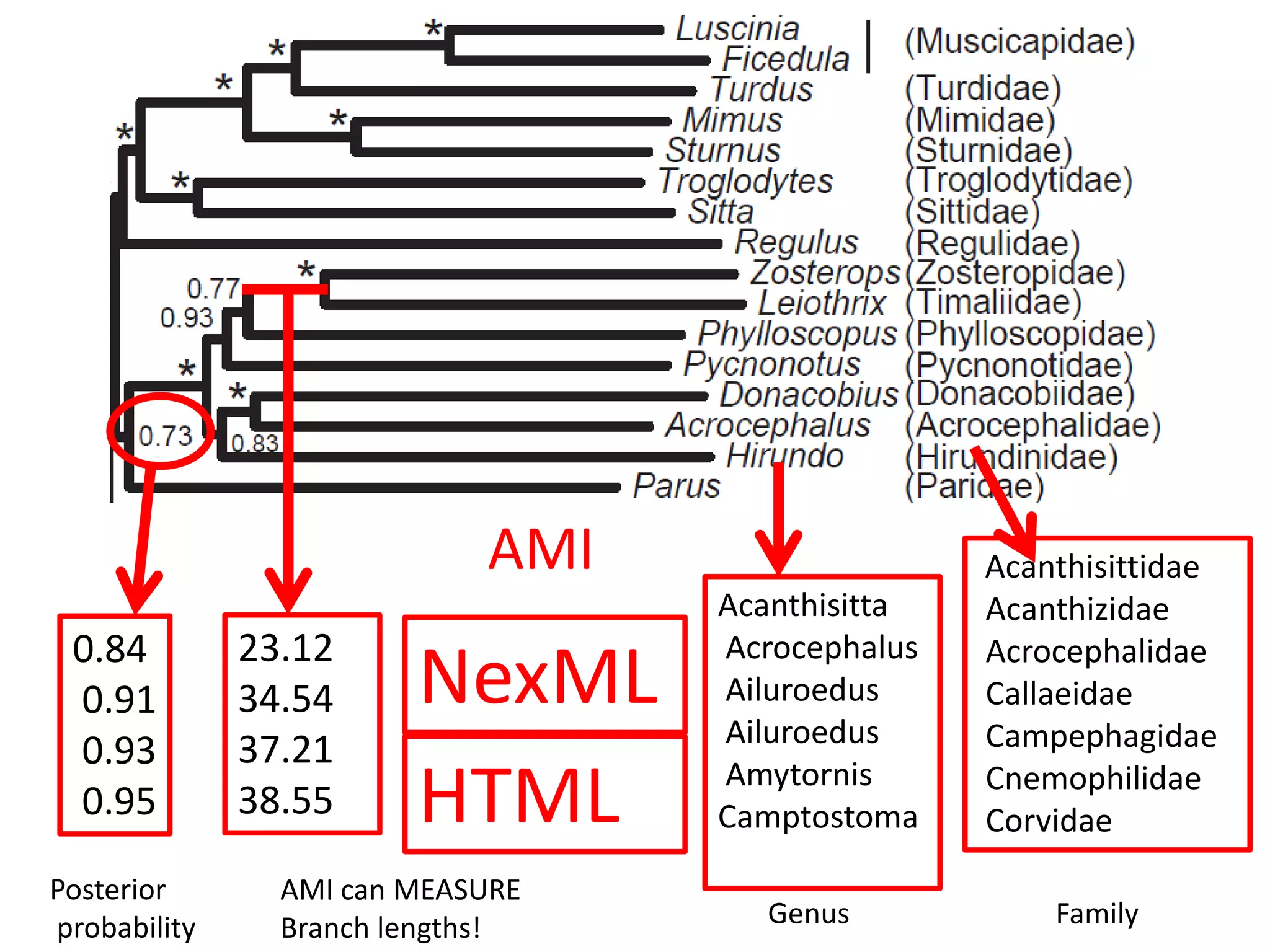 AMI
0.84
0.91
0.93
0.95
Posterior
probability

23.12
34.54
37.21
38.55

NexML
HTML

AMI can MEASURE
Branch lengths!

Acanthisitta
Acrocephalus
Ailuroedus
Ailuroedus
Amytornis
Camptostoma

Acanthisittidae
Acanthizidae
Acrocephalidae
Callaeidae
Campephagidae
Cnemophilidae
Corvidae

Genus

Family

 