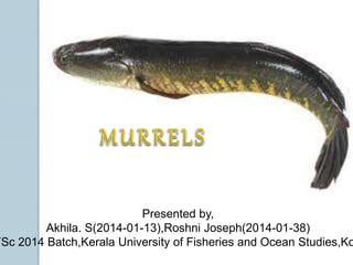Presented by,
Akhila. S(2014-01-13),Roshni Joseph(2014-01-38)
FSc 2014 Batch,Kerala University of Fisheries and Ocean Studies,Ko
 