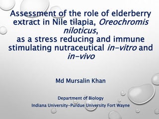 Assessment of the role of elderberry
extract in Nile tilapia, Oreochromis
niloticus,
as a stress reducing and immune
stimulating nutraceutical in-vitro and
in-vivo
Md Mursalin Khan
Department of Biology
Indiana University-Purdue University Fort Wayne
 