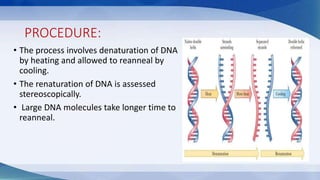 PROCEDURE:
• The process involves denaturation of DNA
by heating and allowed to reanneal by
cooling.
• The renaturation of DNA is assessed
stereoscopically.
• Large DNA molecules take longer time to
reanneal.
 