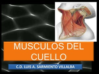 MUSCULOS DEL
CUELLO
C.D. LUIS A. SARMIENTO VILLALBA
 
