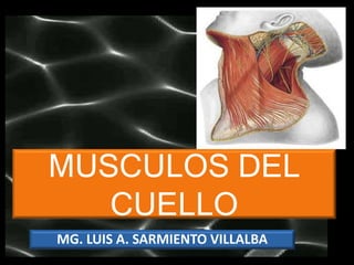 MUSCULOS DEL
CUELLO
MG. LUIS A. SARMIENTO VILLALBA
 