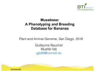 MUSABASE
Guillaume Bauchet
Mueller lab
gjb99@cornell.du
Plant and Animal Genome, San Diego, 2018
Musabase:
A Phenotyping and Breeding
Database for Bananas
 