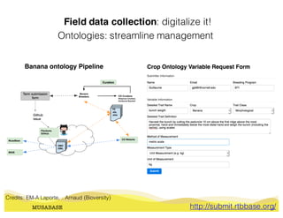Field data collection: digitalize it!
MUSABASE
Ontologies: streamline management
http://submit.rtbbase.org/
Banana ontology Pipeline
Credits: EM-A Laporte, . Arnaud (Bioversity)
 