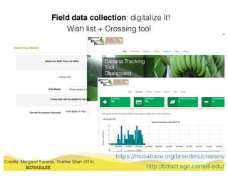 Field data collection: digitalize it!
MUSABASE
Wish list + Crossing tool
http://btract.sgn.cornell.edu/
https://musabase.org/breeders/crosses/
Credits: Margaret Karanja, Trushar Shah (IITA)
 