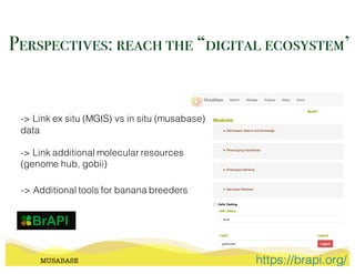 MUSABASE
-> Link ex situ (MGIS) vs in situ (musabase)
data
-> Link additional molecular resources
(genome hub, gobii)
-> Additional tools for banana breeders
Perspectives: reach the “digital ecosystem”
https://brapi.org/
 