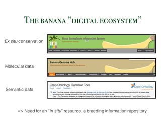 => Need for an “in situ” resource, a breeding information repository
The banana “digital ecosystem”
Ex situ conservation
Molecular data
Semantic data
 