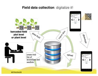 MUSABASE
Field data collection: digitalize it!
 