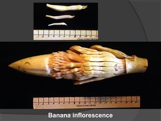 Banana inflorescence 
 