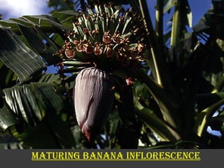 MATURING BANANA INFLORESCENCE 
 
