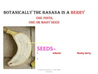 BOTANICALLy ThE BANANA IS A BERRy 
ONE pISTIL 
ONE OR MANy SEEd 
Tropical Horticulture - Texas A&M 
University 
Seed Remnants 
SEEDS~ 
•The ovary is inferior, the fruit is a fleshy berry 
with many stony seeds. 
•The edible Banana is a hybrid and does not 
produce seeds 
 