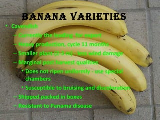 BANANA VARIETIES 
• Cavendish 
– Currently the leading for export 
– Heavy production, cycle 11 months 
– Smaller plant (2-3 m) - less wind damage 
– Marginal post harvest qualities 
• Does not ripen uniformly - use special 
chambers 
• Susceptible to bruising and discoloration 
– Shipped packed in boxes 
– Resistant to Panama disease 
Tropical Horticulture - Texas A&M 
University 
 