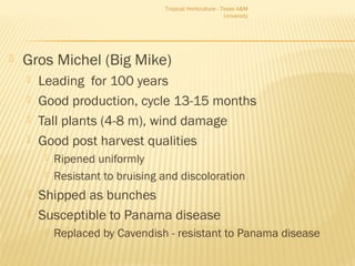 Tropical Horticulture - Texas A&M 
 Gros Michel (Big Mike) 
University 
 Leading for 100 years 
 Good production, cycle 13-15 months 
 Tall plants (4-8 m), wind damage 
 Good post harvest qualities 
 Ripened uniformly 
 Resistant to bruising and discoloration 
 Shipped as bunches 
 Susceptible to Panama disease 
 Replaced by Cavendish - resistant to Panama disease 
 