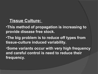 Tissue Culture: 
•This method of propagation is increasing to 
provide disease free stock. 
•The big problem is to reduce off types from 
tissue-culture induced variability. 
•Some variants occur with very high frequency 
and careful control is need to reduce their 
frequency. 
 