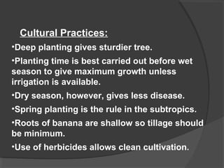 Cultural Practices: 
•Deep planting gives sturdier tree. 
•Planting time is best carried out before wet 
season to give maximum growth unless 
irrigation is available. 
•Dry season, however, gives less disease. 
•Spring planting is the rule in the subtropics. 
•Roots of banana are shallow so tillage should 
be minimum. 
•Use of herbicides allows clean cultivation. 
 