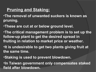 Pruning and Staking: 
•The removal of unwanted suckers is known as 
pruning. 
•These are cut at or below ground level. 
•The critical management problem is to set up the 
follow-up plant to get the desired spread in 
fruiting in relation to market price or weather. 
•It is undesirable to get two plants giving fruit at 
the same time. 
•Staking is used to prevent blowdown. 
•In Taiwan government only compensates staked 
field after blowdown. 
 