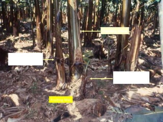 Production 
Tropical Horticulture - Texas A&M 
University 
Fruiting Stem 
1st Replacement 
Daughter 
2nd Replacement 
Grand daughter 
Fruiting Mat 
 