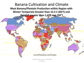 Tropical Horticulture - Texas A&M 
University 
January 15.5 C isotherm 
June 15.5 C isotherm 
1,270 mm isohyets 
1,270 mm isohyets 
Banana Cultivation and Climate 
Most Banana/Plantain Production within Region with 
Winter Temperate Greater than 15.5 C (60 F) and 
Rainfall greater than 1,270 mm (50”) 
(Figure 6.1 from Simmonds, 1966) 
 