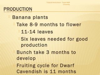 Tropical Horticulture - Texas A&M 
University 
 Banana plants 
 Take 8-9 months to flower 
 11-14 leaves 
 Six leaves needed for good 
production 
 Bunch take 3 months to 
develop 
 Fruiting cycle for Dwar f 
Cavendish is 11 months 
 