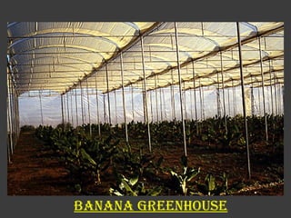 BANANA GREENHOUSE 
 