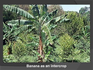 Banana as an intercrop 
 
