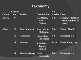 Taxonomy 
Genus 
Chrom 
no. Section Distribution 
No. 
species Uses 
Ensete 9 W. Africa, 
New 
Guinea 
7–8 Fibers, vegetation 
(soft portions of 
stem) 
Musa 10 Australimusa Australia to 
Philippines 
5–6 Fiber (Abacá) 
10 Callimusa Indochina, 
Indonesia 
5–6 Ornamentals 
11 Eumusa S. Indian, 
Japan, 
Samoa 
9–10 Fruit, fiber, veg 
11 Rhodochlamys India, 
Indonesia 
5–6 Ornamentals 
 