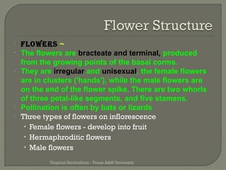  flowers ~ 
• The flowers are bracteate and terminal, produced 
from the growing points of the basal corms. 
• They are irregular and unisexual, the female flowers 
are in clusters ('hands'), while the male flowers are 
on the end of the flower spike. There are two whorls 
of three petal-like segments, and five stamens. 
 Pollination is often by bats or lizards 
 Three types of flowers on inflorescence 
• Female flowers - develop into fruit 
• Hermaphroditic flowers 
• Male flowers 
Tropical Horticulture - Texas A&M University 
 