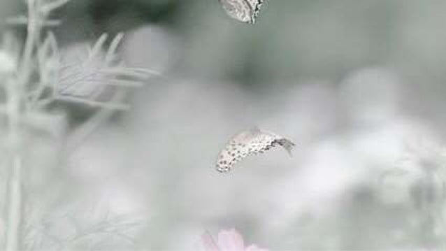 Quem foi que viu a natureza em festa
E a nascente gotejar a flor?
� primavera vem cuidar de mim
� musa doce vem falar de a...