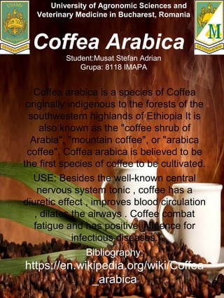 University of Agronomic Sciences and
Veterinary Medicine in Bucharest, Romania
Coffea Arabica
Student:Musat Stefan Adrian
Grupa: 8118 IMAPA
Coffea arabica is a species of Coffea
originally indigenous to the forests of the
southwestern highlands of Ethiopia It is
also known as the "coffee shrub of
Arabia", "mountain coffee", or "arabica
coffee". Coffea arabica is believed to be
the first species of coffee to be cultivated.
USE: Besides the well-known central
nervous system tonic , coffee has a
diuretic effect , improves blood circulation
, dilates the airways . Coffee combat
fatigue and has positive influence for
infectious diseases.
Bibliography:
https://en.wikipedia.org/wiki/Coffea
_arabica
 