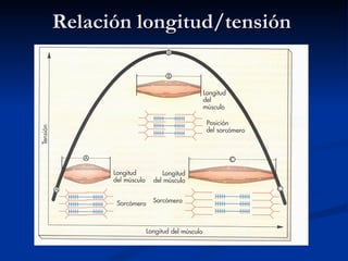 Relación longitud/tensión 
