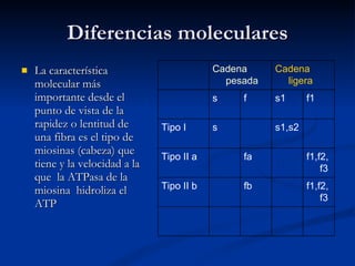 Diferencias moleculares La característica molecular más importante desde el punto de vista de la rapidez o lentitud de una fibra es el tipo de miosinas (cabeza) que tiene y la velocidad a la que  la ATPasa de la miosina  hidroliza el ATP Cadena pesada Cadena ligera s f s1 f1 Tipo I s s1,s2 Tipo II a fa f1,f2,f3 Tipo II b fb f1,f2,f3 