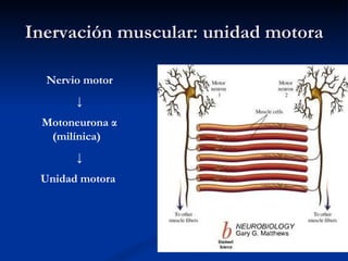 Inervación muscular: unidad motora Nervio motor ↓ Motoneurona  α  (milínica)  ↓ Unidad motora  