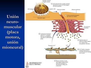 Unión neuro-muscular (placa motora, unión mioneural) 