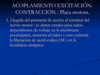 1. Llegada del potencial de acción al terminal del nervio motor : se abren canales para calcio  dependientes de voltaje en la membrana presináptica, aumenta el calcio y esto estimula la liberación de acetil-colina (AC) en la hendidura sináptica. ACOPLAMIENTO EXCITACIÓN-CONTRACCIÓN : Placa motora. 