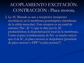 2. La AC liberada se une a receptores (receptores nicotínicos) en la membrana postsináptica (membrana de la célula muscular). Este receptor es un canal de cationes (Na + , K + +) que se abre por la AC  produciéndose la despolarización local de la membrana. Como el paso (conductancia) de Na +  es mucho mayor que el de K + , la placa motora se despolariza (potencial de placa morora o EPP “ en plata potential”) ACOPLAMIENTO EXCITACIÓN-CONTRACCIÓN : Placa motora. 